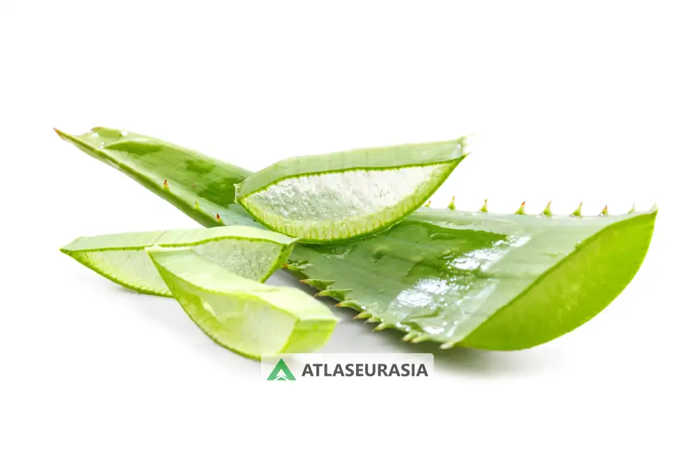 اطلس پل اوراسیا - اسانس آلوئه ورا